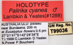 <i>Palirika cyanea</i> Holotype label