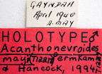 <i>Acanthonevroides mayi</i> Holotype label