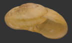 <em>Strangesta ramsayi</em>, apertural view,