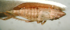 <i>Warlucephala abbreviata</i> Fletcher, brachypterous female.