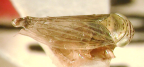 <I>Limotettix incertus </I>Evans, holotype male.
