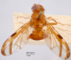 <i>Epinettyra setosa</i> Holotype