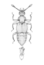 <I>Tyxs sparsisetosus </I>Chandler