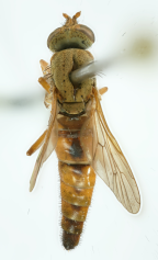 <I> Neodialineura bifaria</I>  Female