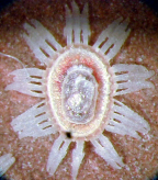Habitus puparia of <I>Viennotaleyrodes curvisetosus</I>