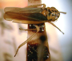 <I>Ishidaella naomiae </I>(Evans), adult.
