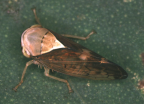 <i>Brunotartessus fulvus</i> (Walker), type species of <i>Brunotartessus</i> F. Evans.