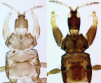 <em>Kladothrips morrisi</em> females, aptera and macroptera