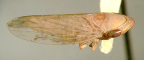 <i>Newmaniana mullensis</i> (Evans), adult female, faded specimen.