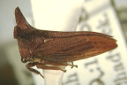 <i>Ceraon tasmaniae</i> (Fairmaire), type species of <i>Ceraon</i> Buckton.