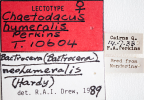 <i>Chaetodacus humeralis</i> Lectotype label