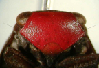 <i>Hackerobrachys viridiventris</i> (Stål), adult face