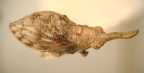 <I>Uloprora risdonensis</I> Evans, adult.