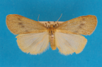 <i>Thermeola tasmanica</i> Hampson, 1900, male