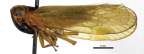 <i>Leades grandis</i> Löcker, holotype male.
