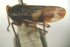 <I>Pogonoscopus myrmex </I>China, adult.