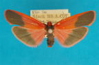 <i>Scoliacma bicolora</i> (Boisduval, 1832), female