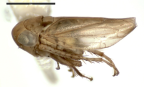 <i>Horouta darwini</i> Fletcher, macropterous male holotype.