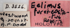 <i>Eclimus furvicostatus</i> Holotype label
