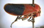 <I>Eurymelops bicolor </I>(Burmeister), adult, colour variant.