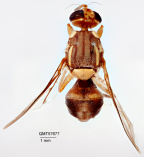 <i>Bactrocera (Bactrocera) parafrauenfeldi</i> Holotype