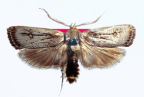 <I>Cryptophasa blosyra </I>Turner, 1917 [photo by Len Willan]