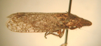 <I>Tartessoides griseus </I>Evans, adult male.