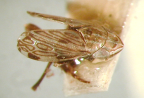 <I>Soractellus nigrominutus </I>Evans, holotype male.