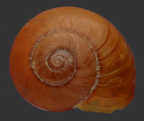 <em>Briansmithia ptychomphala</em>, dorsal view.
Diameter of shell: 29.5 mm