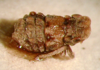 <I>Myerslopella taylori</I> Evans, holotype female.