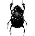 <I>Onthophagus declivis</I> Harold, 1869