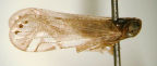 <I>Guttala robierae</I> Löcker & Larivière, holotype