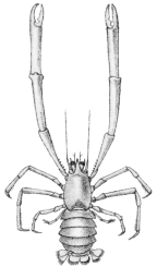 <em>Uroptyptus australis</em> [Henderson 1888: pl. 21 fig. 4]