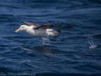 Black-browed Albatross, off Wollongong, NSW, January 2015, lifting off