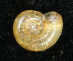 <em>Minidelos mossman</em>, ventral view.