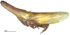 <i>Stenopsoides truncatus</i> Semeraro, <i>habitus</i>