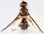 <i>Bactrocera (Bactrocera) nigrovittata</i> Holotype