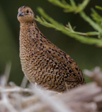 Brown Quail, ACT