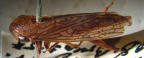 <i>Tartessella incompleta</i> Evans, adult female.