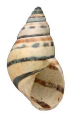 <i>Rhachistia histrio</i>. Height of shell: 22 mm