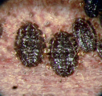 Dry puparium of <I>Aleurocanthus froggatti </I>in habitus