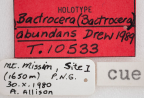 <i>Bactrocera (Bactrocera) abundans</i> Holotype label