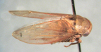 <i>Batracomorphus atrifrons</i> (Metcalf), adult male.