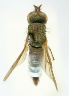 <I>Neodialineura spinosa</I>  Male