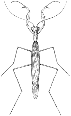 Amorphoscelidae
