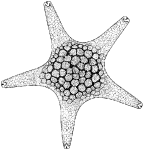 <i>Nectria ocellifera</i> (Lamarck, 1816)