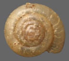 <em>Christianoconcha orestias</em>, dorsal view.
Diameter of shell: 2.0 mm.
