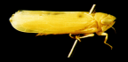 <i>Mayawa carolae</i> Fletcher, type species of <i>Mayawa</i> Fletcher