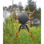 <I>Nephila plumipes</I>