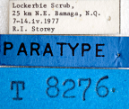 <i>Dacus (Bactrocera) peninsularis</i> Paratype label